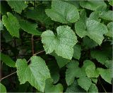 Vitis amurensis