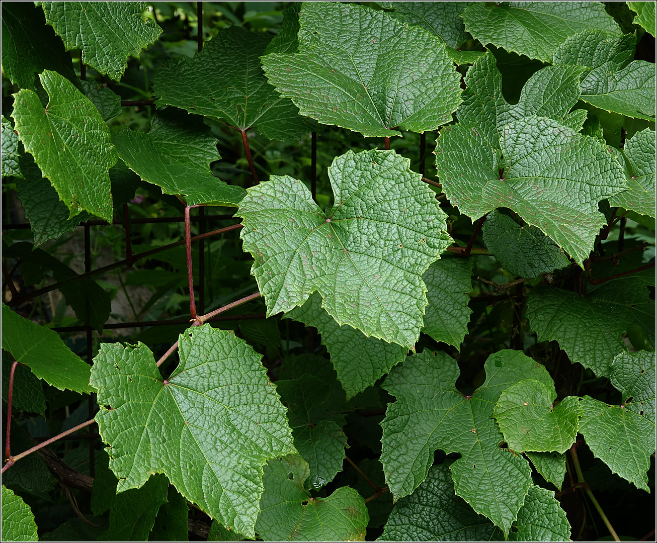 Image of Vitis amurensis specimen.