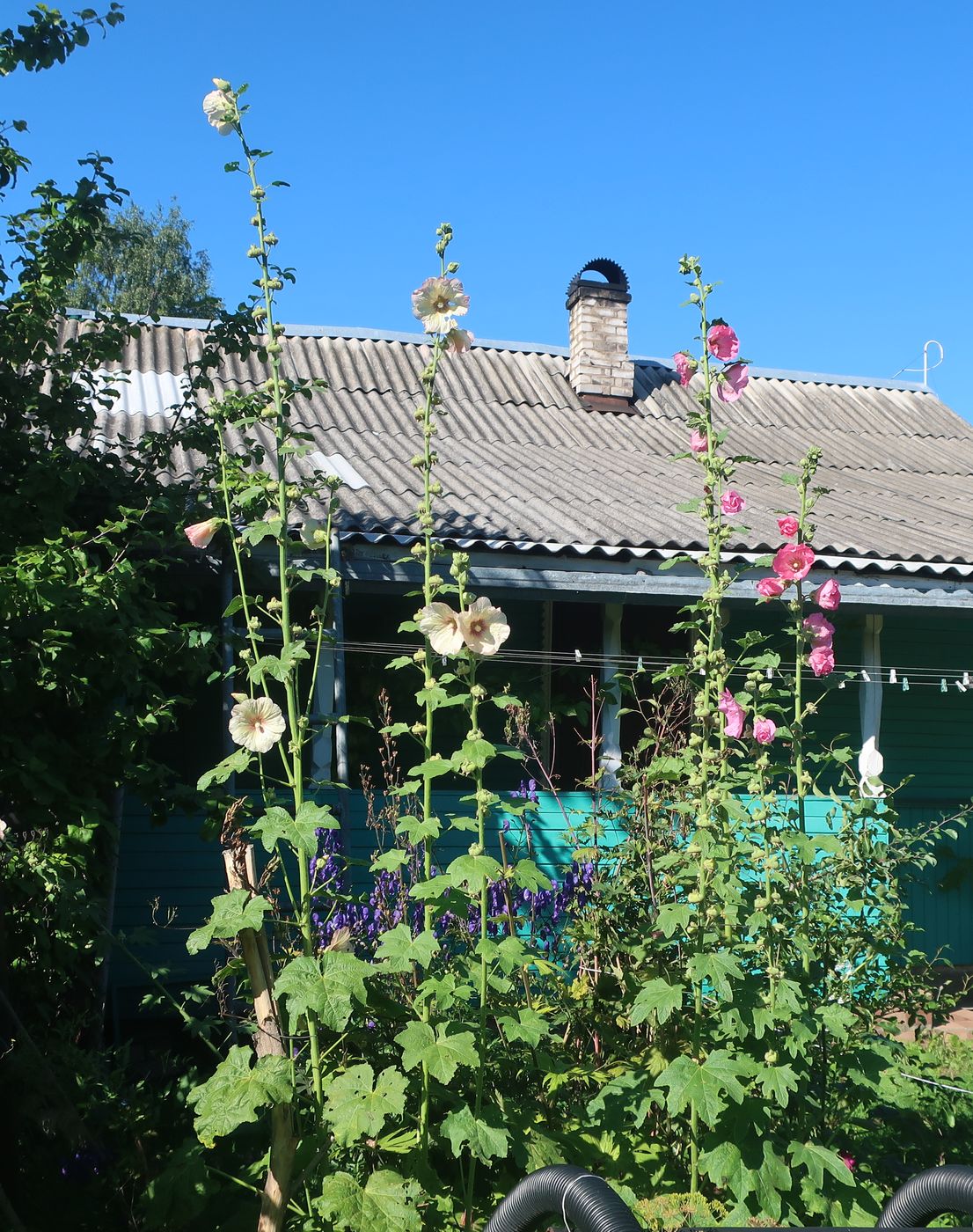 Image of Alcea rosea specimen.