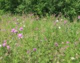 Centaurea scabiosa