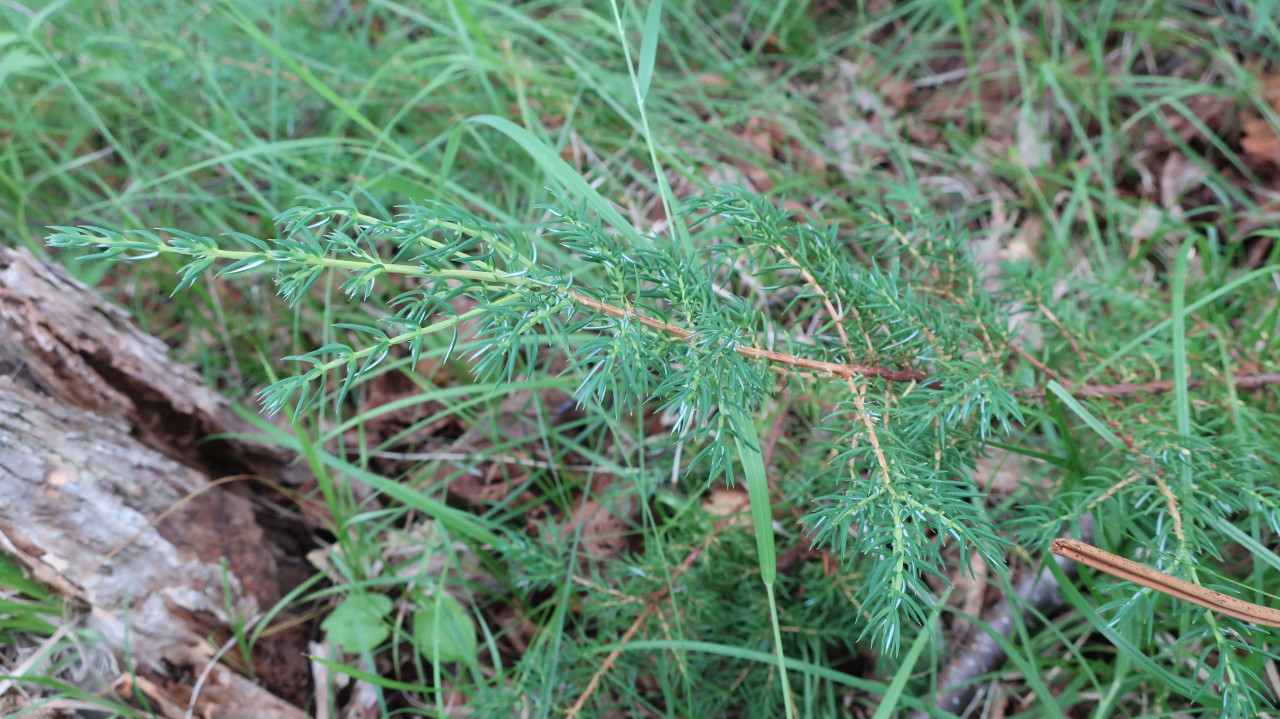 Изображение особи Juniperus sibirica.