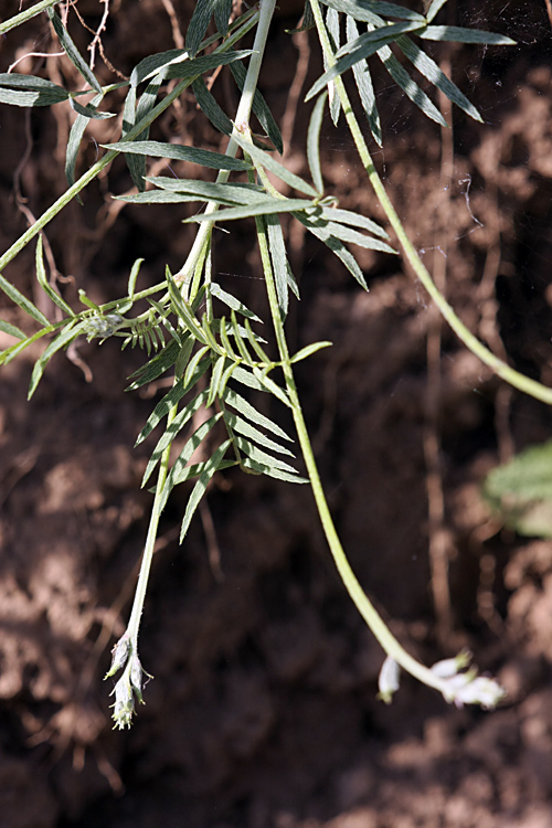 Изображение особи Astragalus krauseanus.