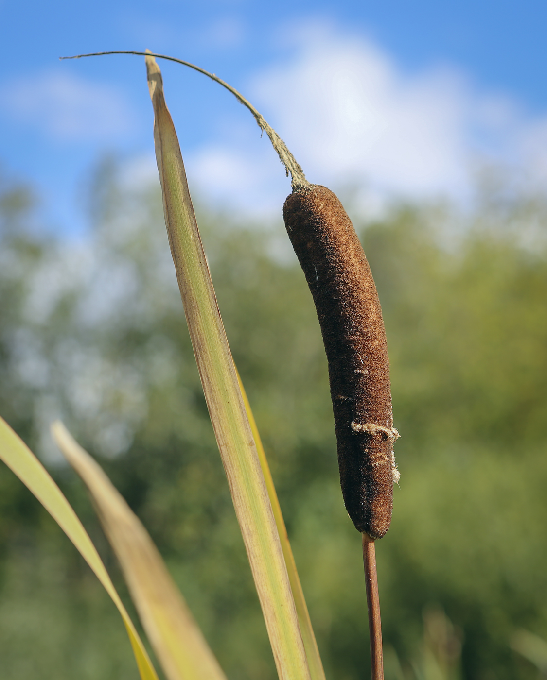 Image of Typha latifolia specimen.