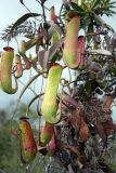 Nepenthes gracilis. Ловчие кувшинчики. Малайзия, штат Саравак, национальный парк \"Бако\". 30.04.2008.