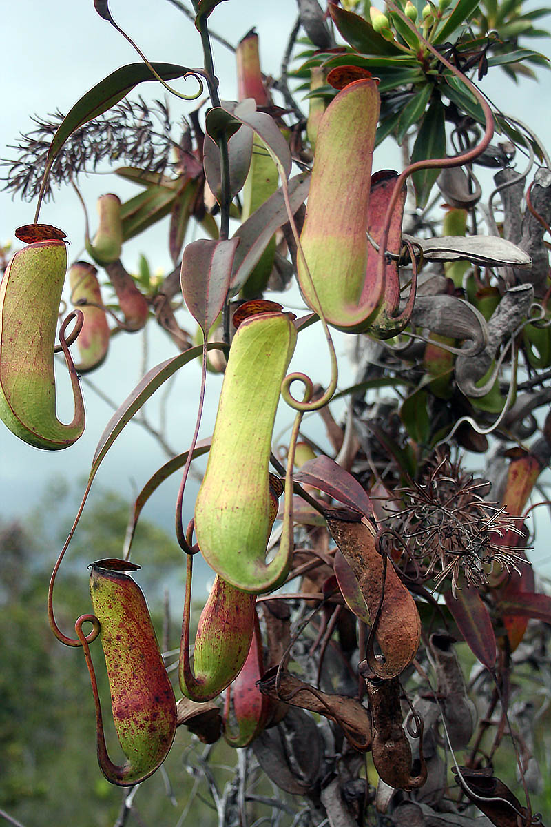 Изображение особи Nepenthes gracilis.