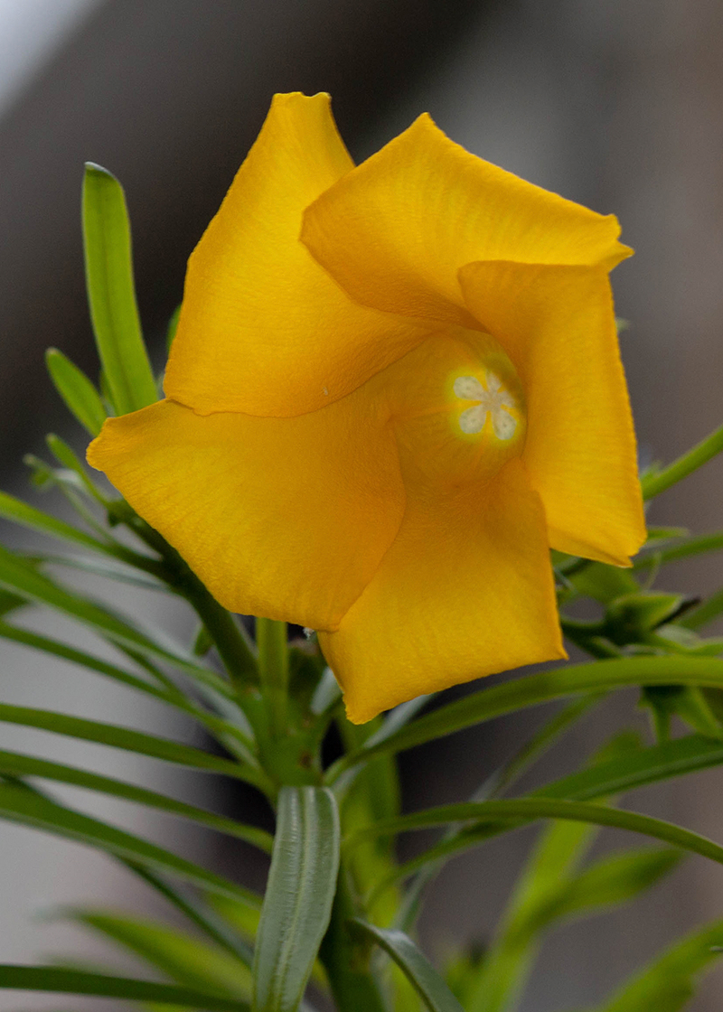 Image of Thevetia peruviana specimen.