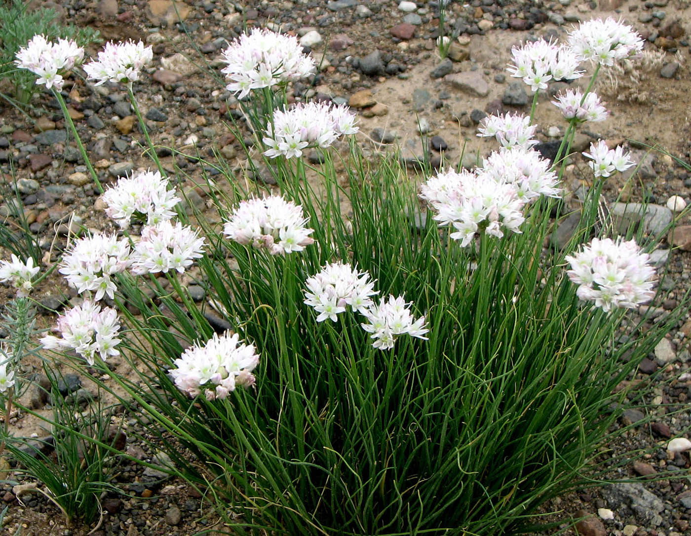 Изображение особи Allium polyrhizum.