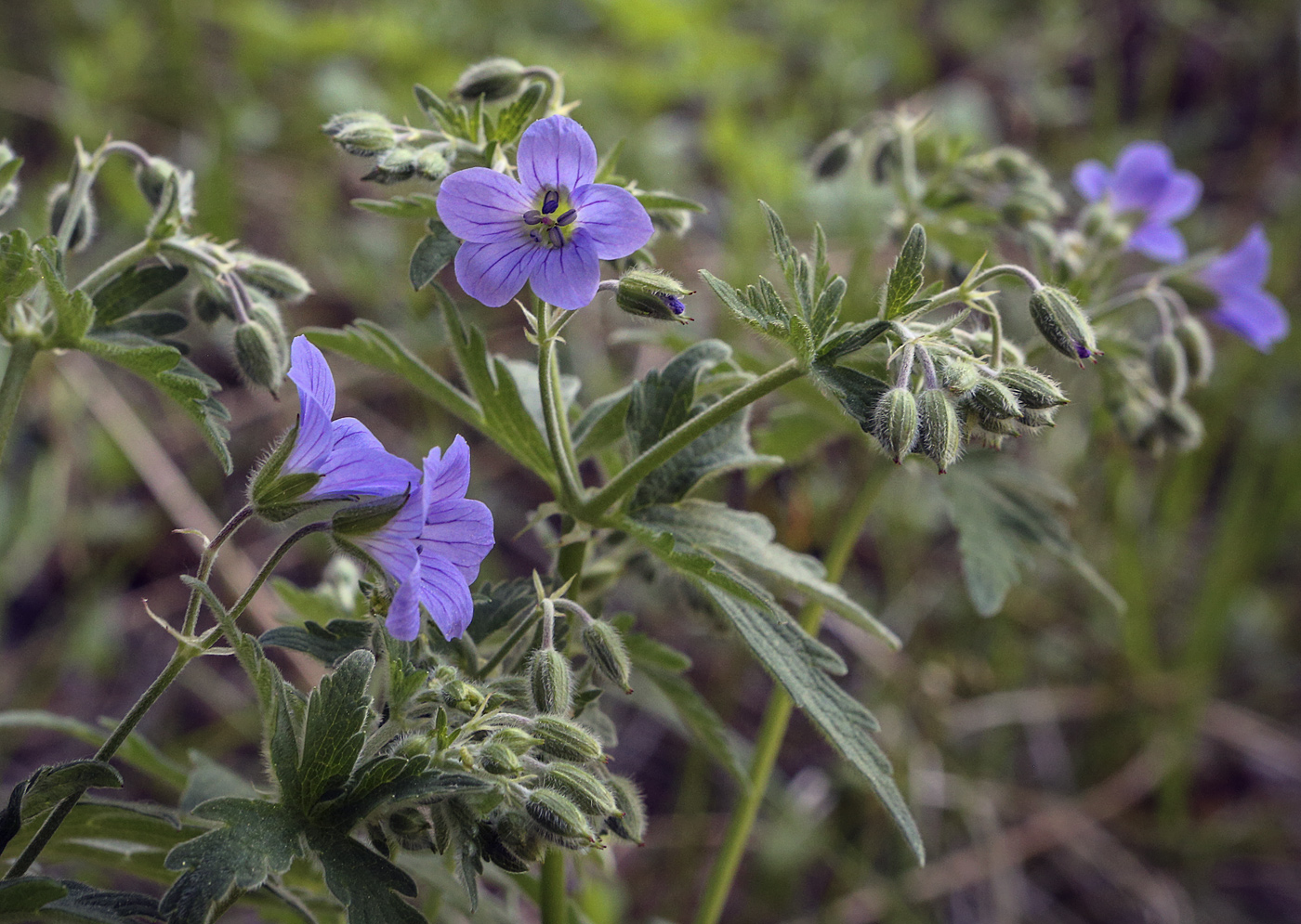 Изображение особи Geranium pseudosibiricum.