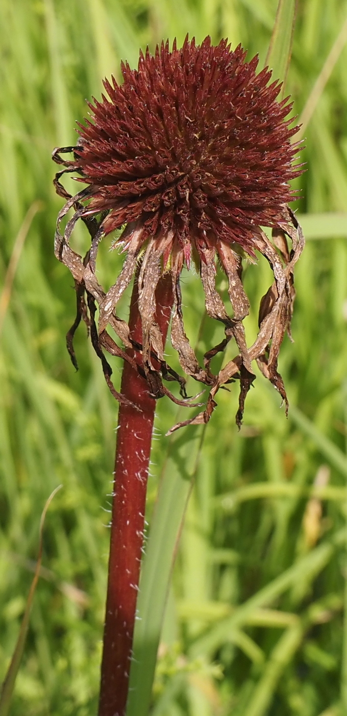 Image of Echinacea purpurea specimen.