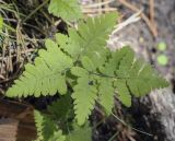 Gymnocarpium dryopteris