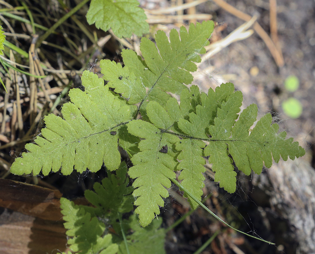 Изображение особи Gymnocarpium dryopteris.