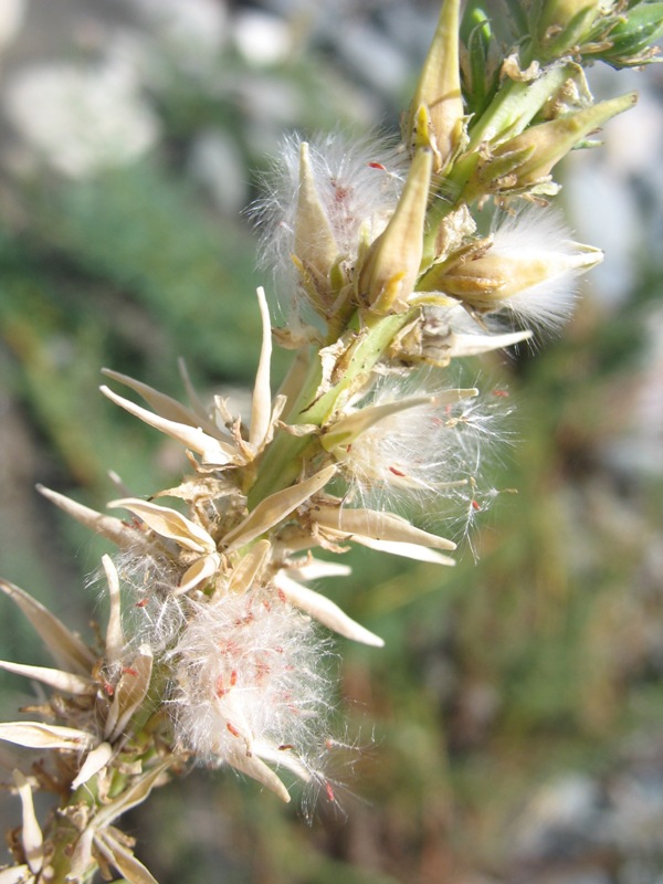 Изображение особи Myricaria bracteata.