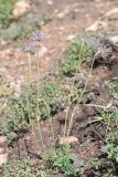 Pulsatilla campanella