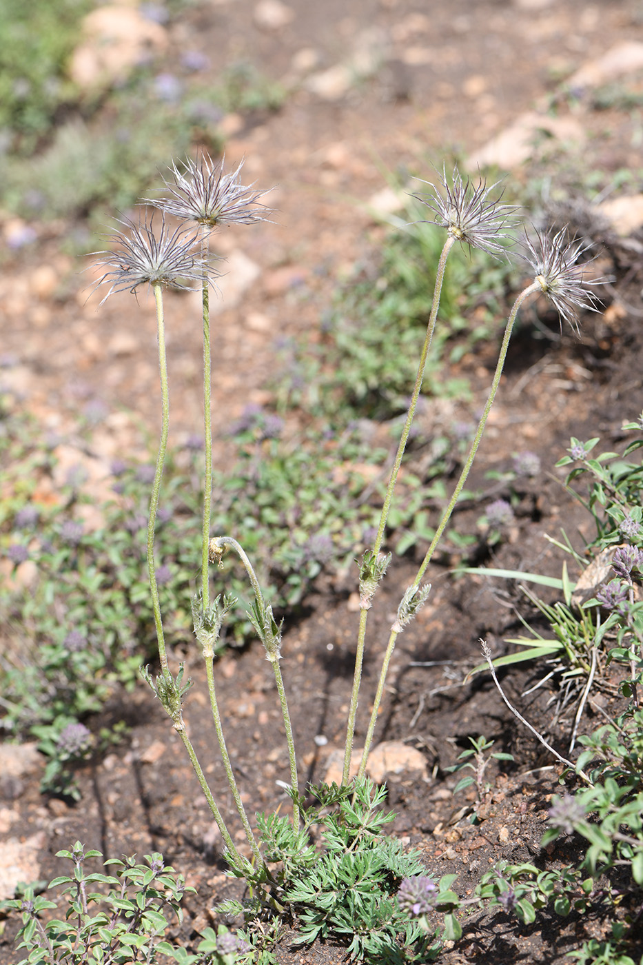 Изображение особи Pulsatilla campanella.