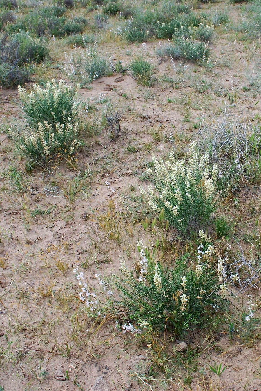 Изображение особи Goebelia pachycarpa.