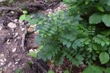 Fraxinus excelsior. Вегетирующее растение. Республика Адыгея, нижняя часть долины р. Аминовка, широколиственный лес. 28 июля 2022 г.