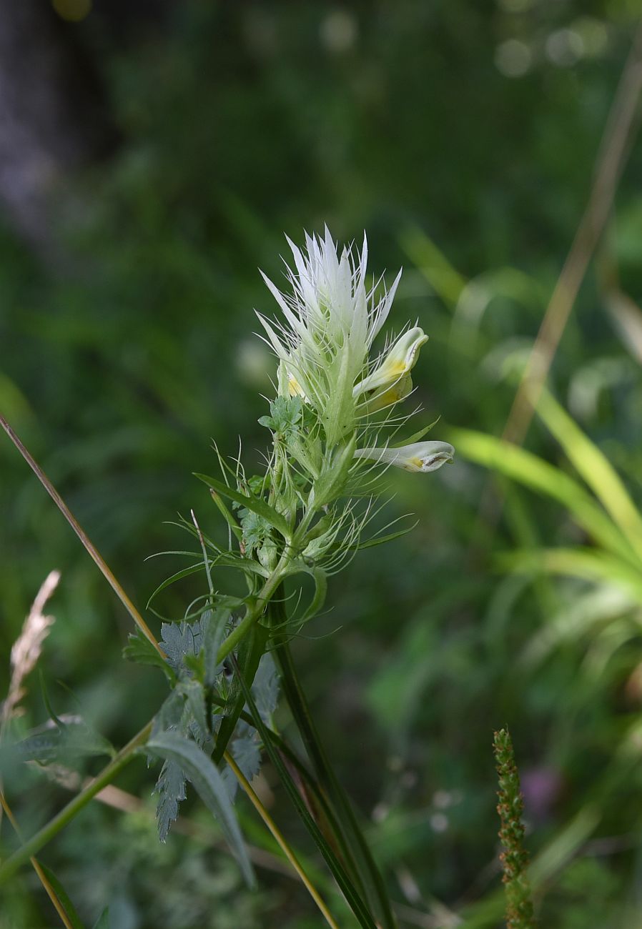 Image of Melampyrum argyrocomum specimen.