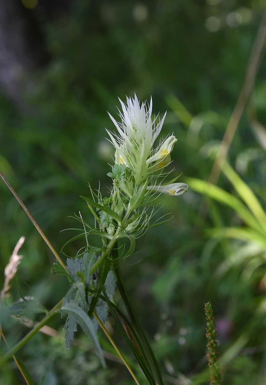 Изображение особи Melampyrum argyrocomum.