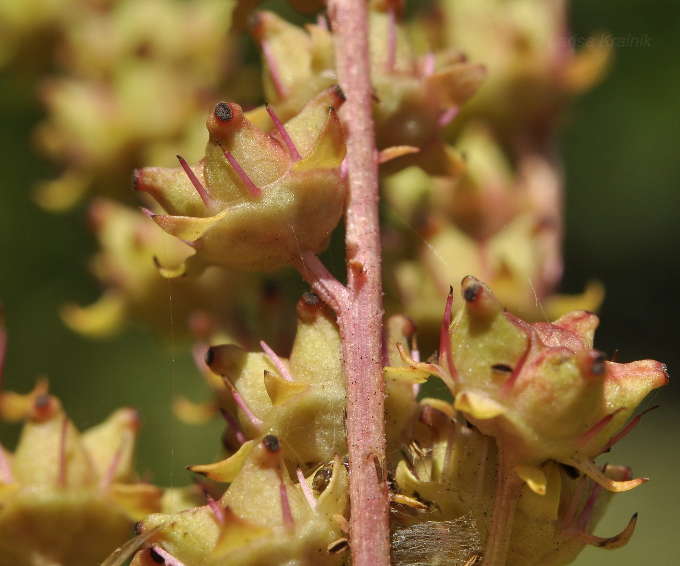 Изображение особи Penthorum chinense.