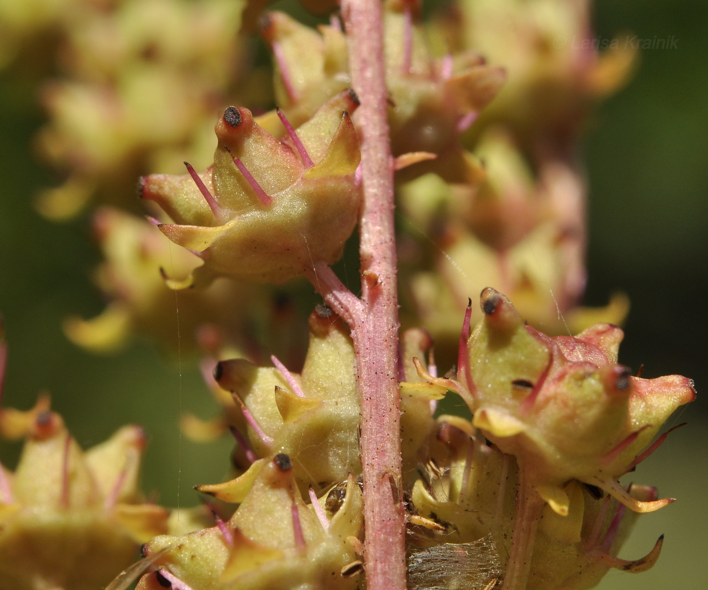 Image of Penthorum chinense specimen.