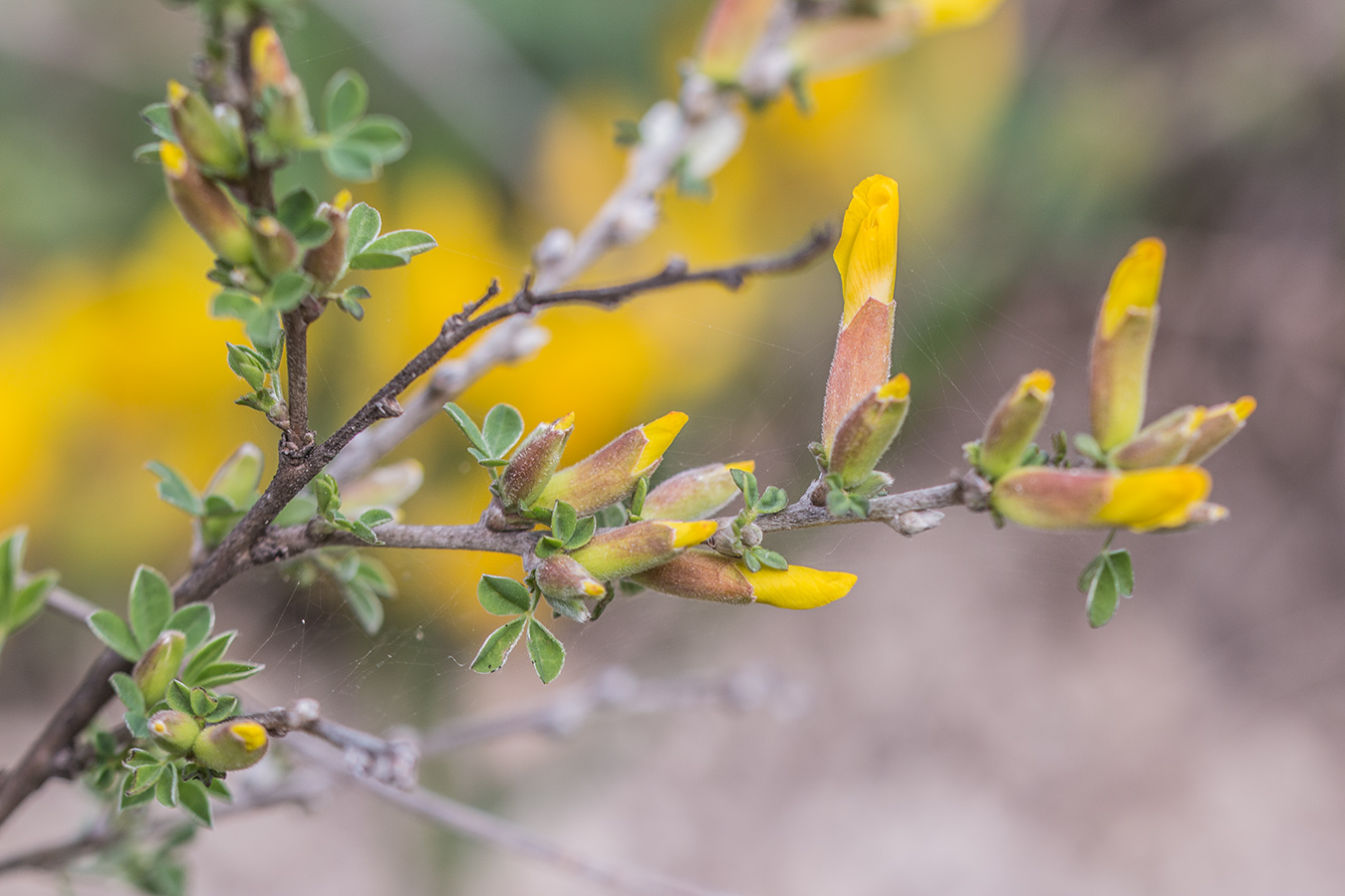 Изображение особи Chamaecytisus ruthenicus.