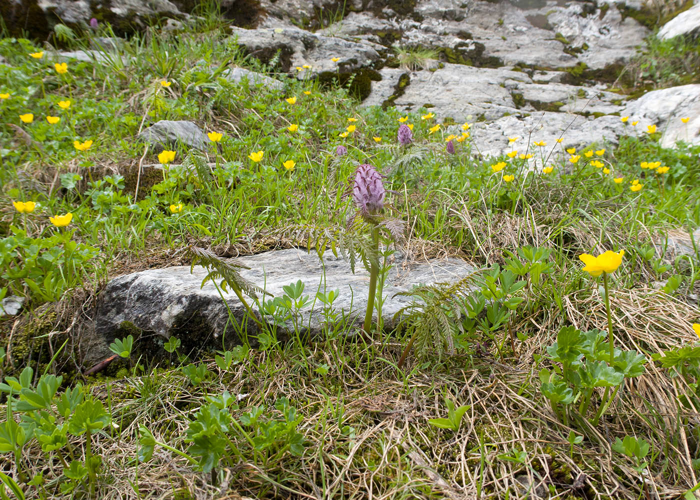 Изображение особи Pedicularis atropurpurea.