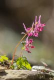 Corydalis caucasica. Цветущее растение. Адыгея, Майкопский р-н, долина р. Фарс, каменистый склон. 01.04.2023.