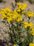 Hypericum scabrum