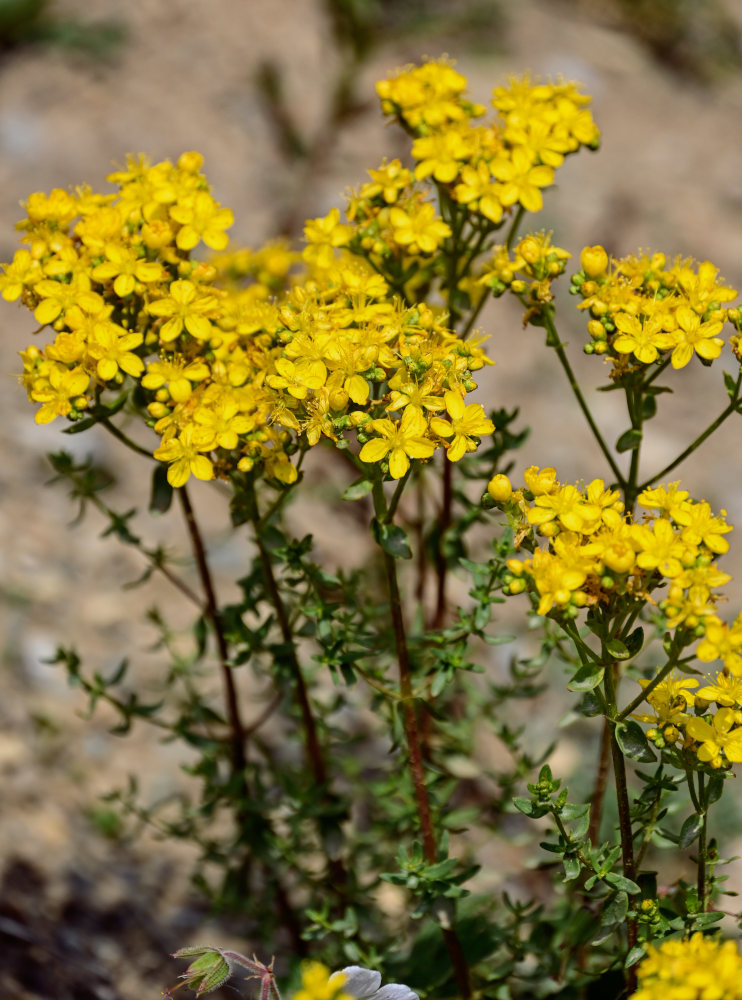 Изображение особи Hypericum scabrum.