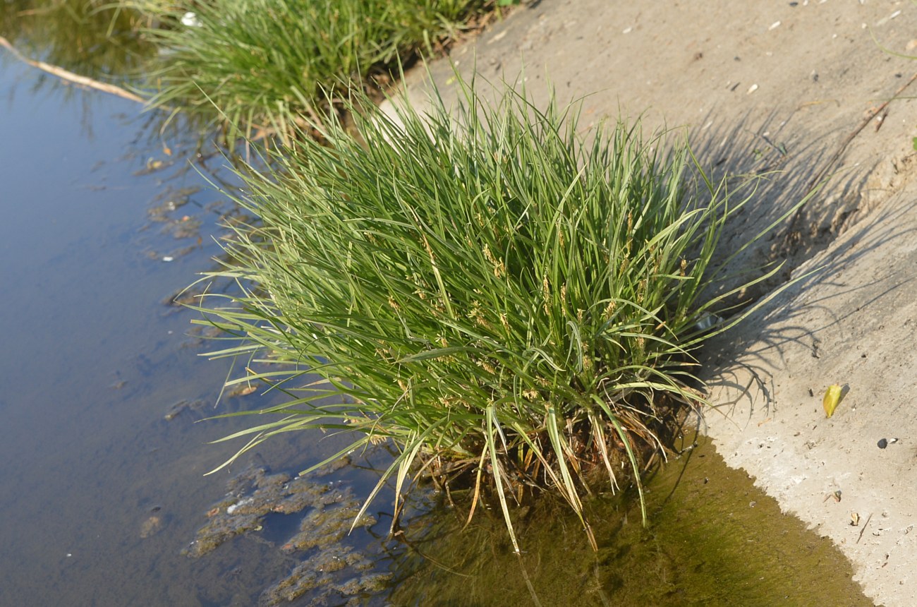 Image of Carex hordeistichos specimen.