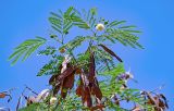 Leucaena leucocephala