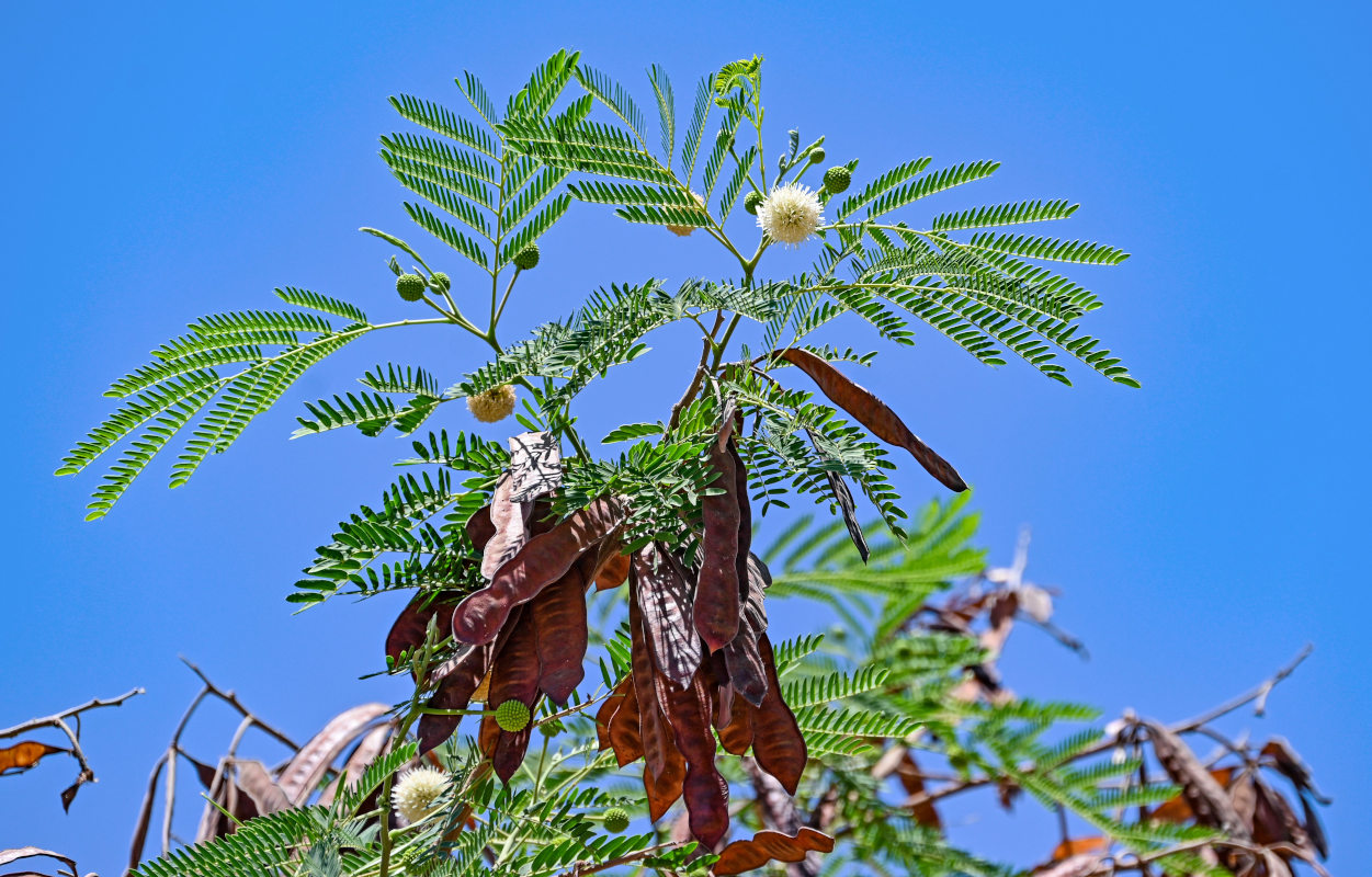 Изображение особи Leucaena leucocephala.