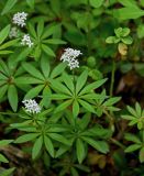 Galium odoratum. Верхушка цветущего растения. Дагестан, Магарамкентский р-н, Самурский лес, опушка широколиственного леса. 05.05.2022.