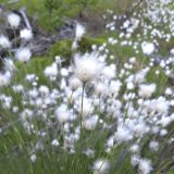 Eriophorum vaginatum. Соплодие. Карелия, Прионежский р-н, пос. Пай, заболоченная вырубка вблизи ЛЭП. 09.06.2023.