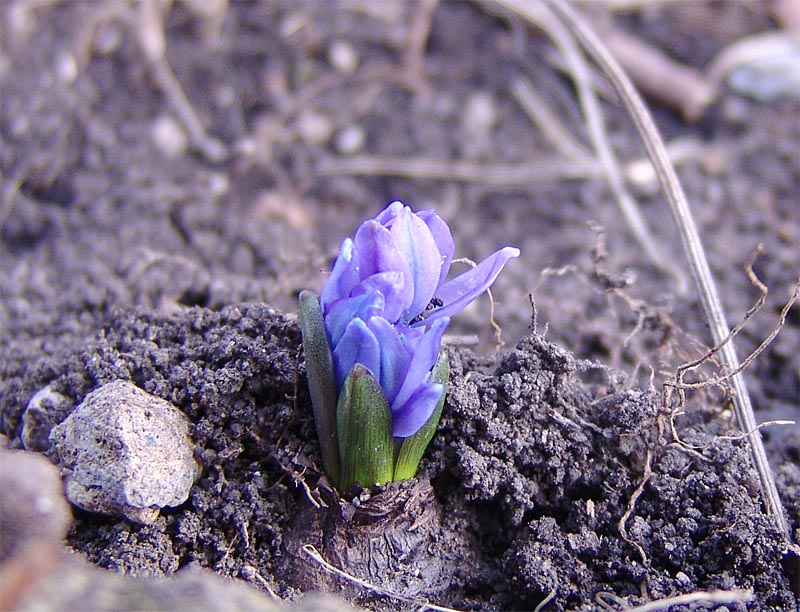 Изображение особи Scilla siberica.