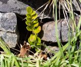 Asplenium decurrens. Спороносящее растение. Чили, обл. Valparaiso, провинция Isla de Pascua, юго-западная часть острова, церемониальная деревня Orongo, стена церемониальной хижины. 17.03.2023.