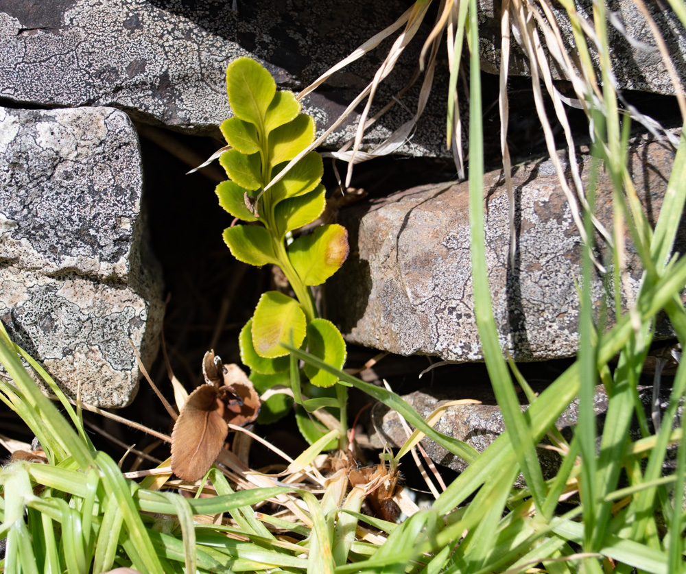 Image of Asplenium decurrens specimen.