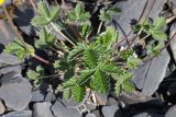 genus Potentilla