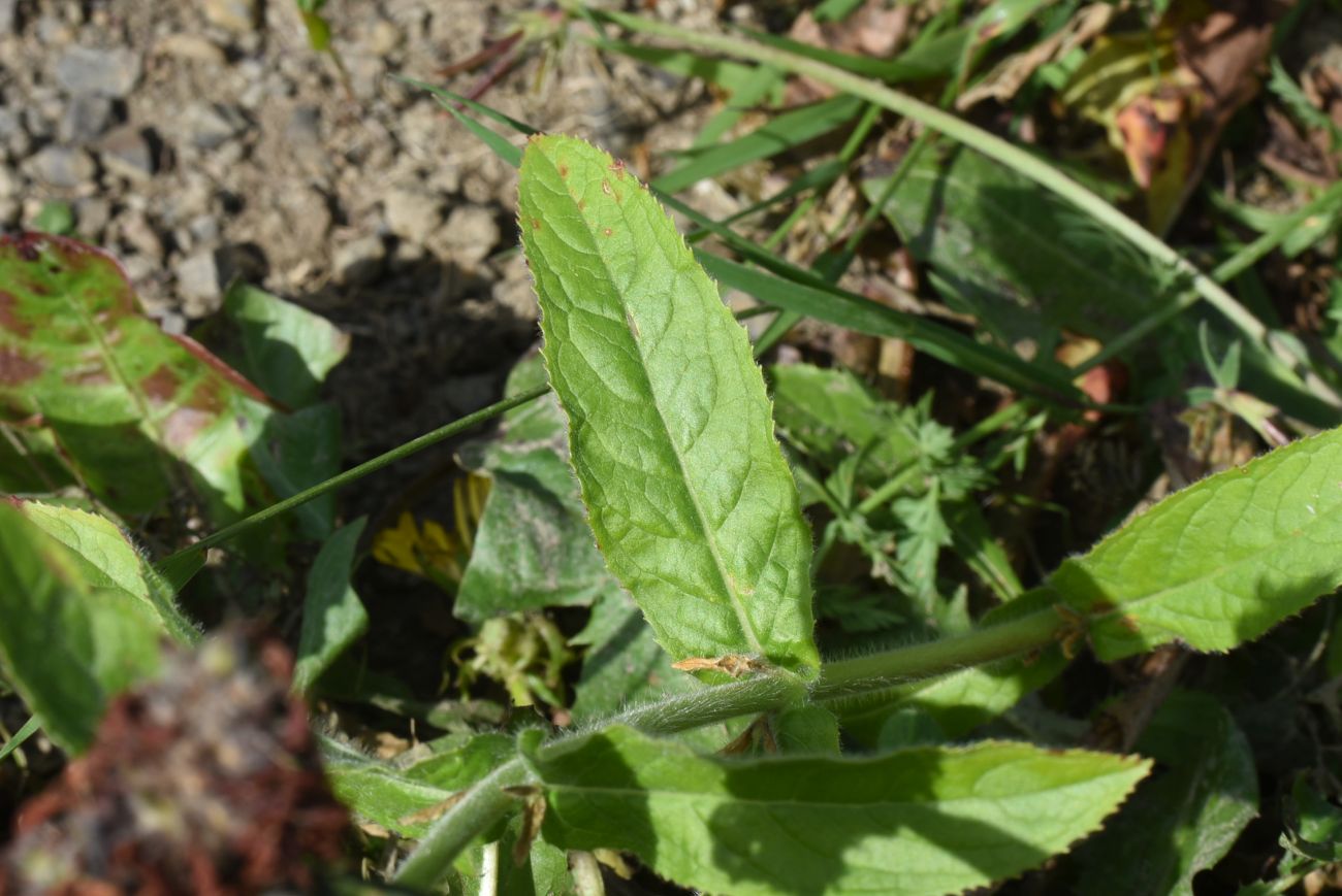 Изображение особи Epilobium hirsutum.