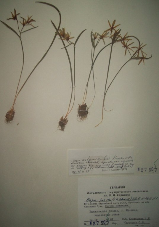 Image of Gagea artemczukii specimen.