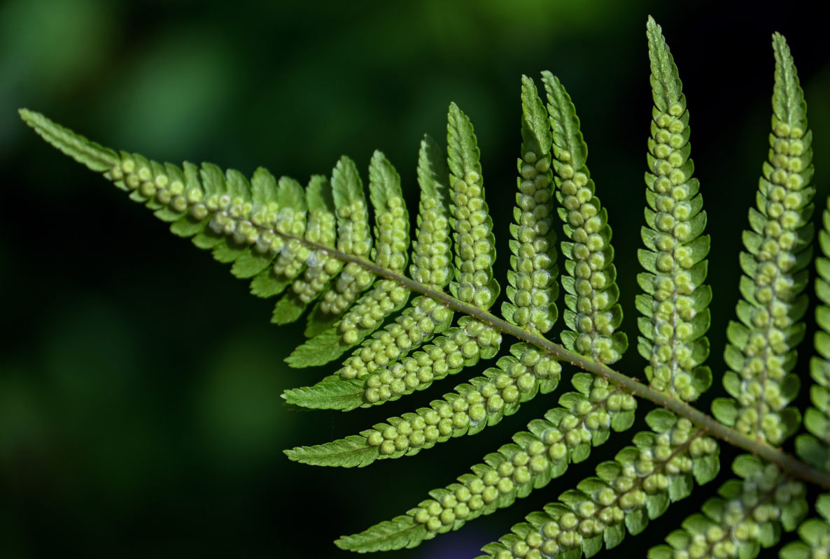 Image of Dryopteris filix-mas specimen.