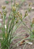 Juncus compressus