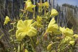 Oenothera glazioviana. Верхушки побегов с цветками и незрелыми плодами. Испания, автономное сообщество Каталония, провинция Жирона, комарка Баш Эмпорда, муниципалитет Тороэлья-де-Монгри, окр. устья р. Тер, подножие тылового склона дюны, возле дюнозакрепляющего забора. 16.07.2023.