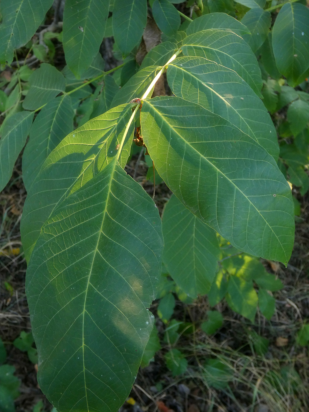 Изображение особи Juglans regia.