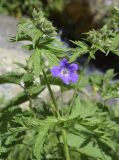 Geranium sylvaticum