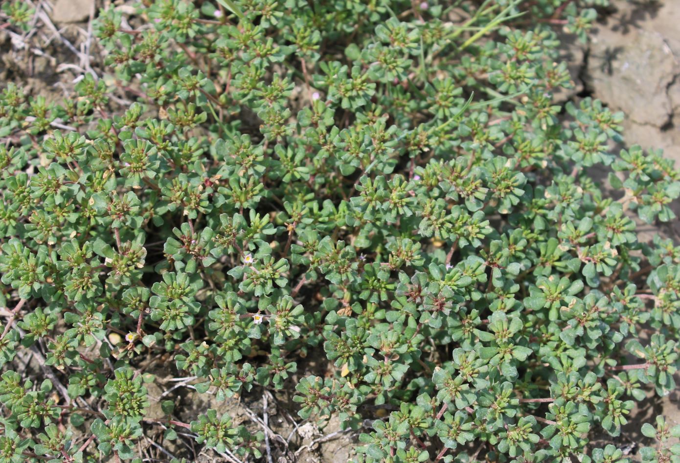 Image of Frankenia pulverulenta specimen.