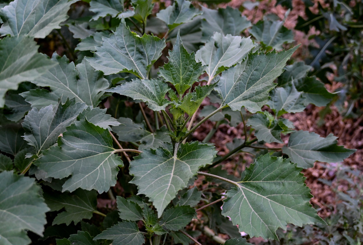 Изображение особи Cyclachaena xanthiifolia.