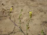 Linaria genistifolia. Отцветающие побеги. Болгария, Бургасская обл., г. Несебр, природный заказник \"Песчаные дюны\", дюна. 17.09.2021.