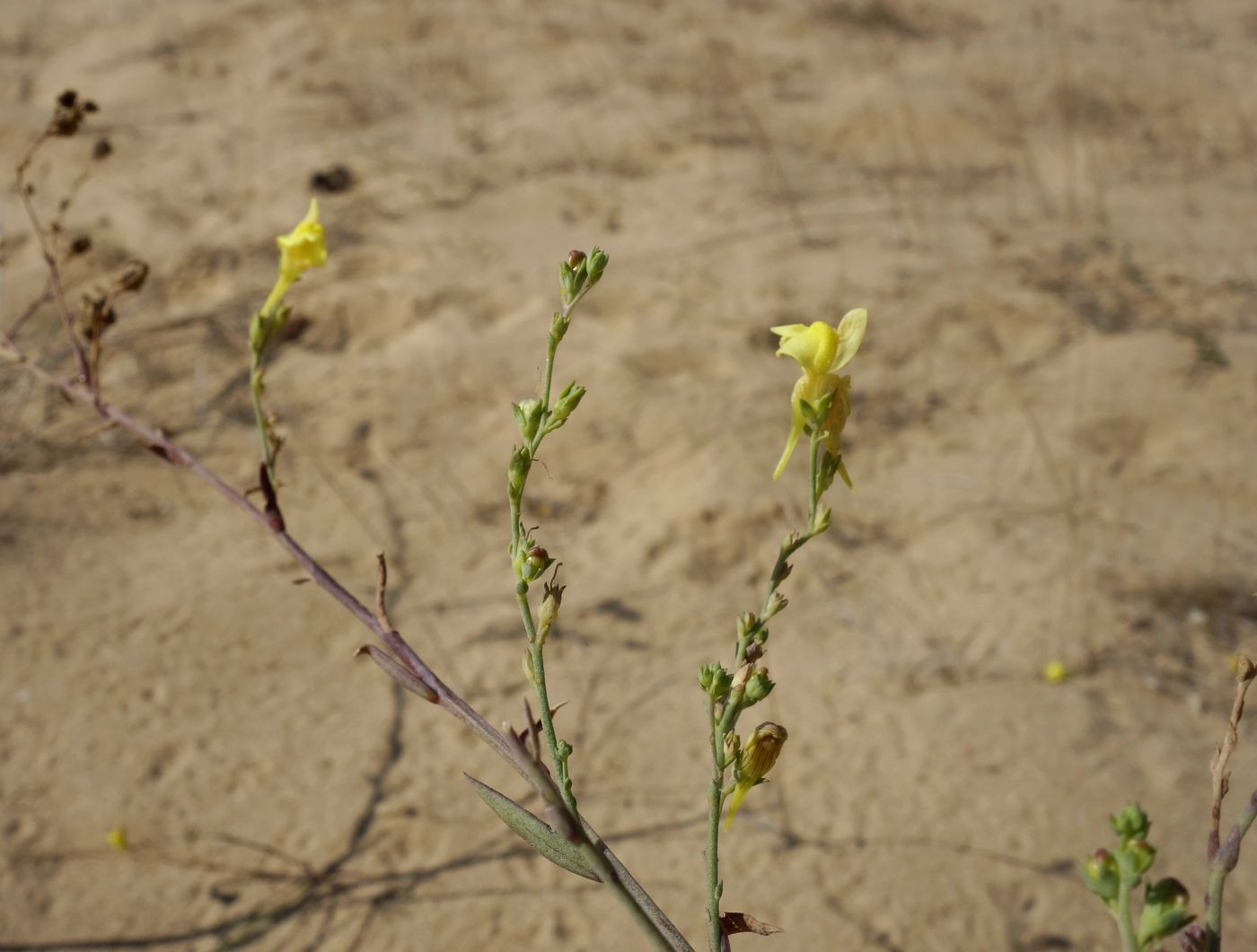 Image of Linaria genistifolia specimen.