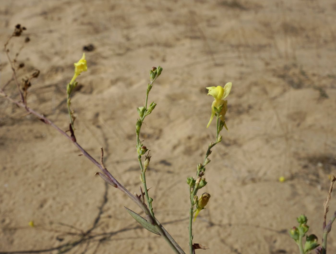 Изображение особи Linaria genistifolia.